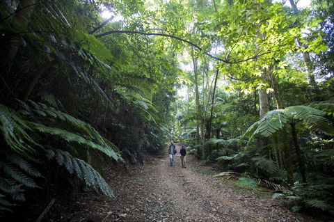 Booloumba Falls Walk, Conondale National Park - Attractions Sydney 2