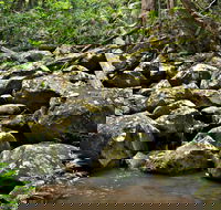 Booyong Walking Track - Attractions Sydney