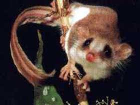 Carrowong Fauna Sanctuary - Attractions Sydney 0