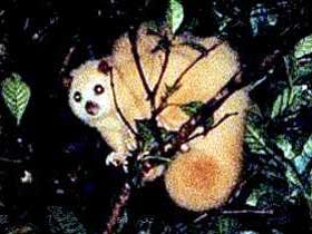 Carrowong Fauna Sanctuary - Attractions Sydney 1