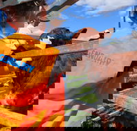 Farm Visit  Dungog - Attractions Sydney