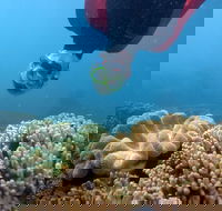Geoffrey Bay Snorkel Trail - Attractions Sydney