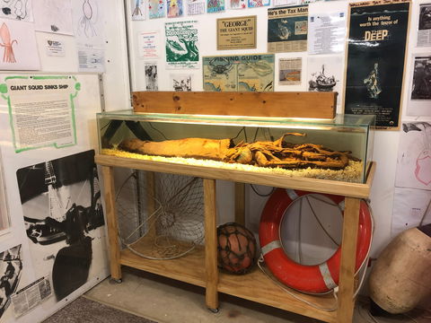 George The Giant Squid Display, Wallaroo - Attractions Sydney 0