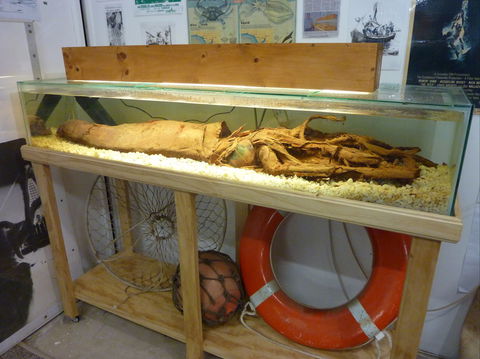 George The Giant Squid Display, Wallaroo - Attractions Sydney 1