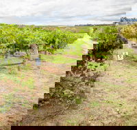 Grove Estate Wines - Attractions Sydney