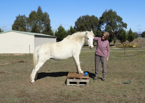 Horses Teaching Humans - Attractions Sydney 1