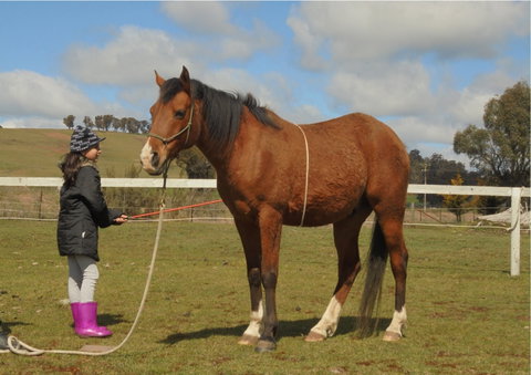 Horses Teaching Humans - Attractions Sydney 2