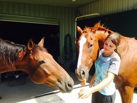 Iris Lodge Alpacas - Attractions Sydney 0