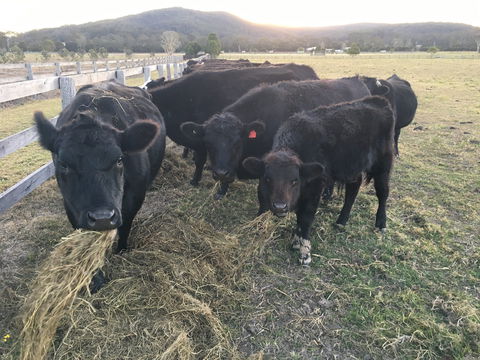 Iris Lodge Alpacas - Attractions Sydney 1