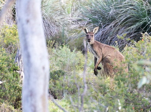 Kaiserstuhl Conservation Park - Attractions Sydney 0