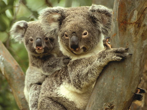 Koalas In Gunnedah - Attractions Sydney 0