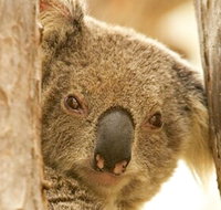 Koala Reserve - Attractions Sydney