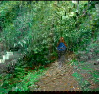 Mount Cougal Springbrook National Park - Attractions Sydney