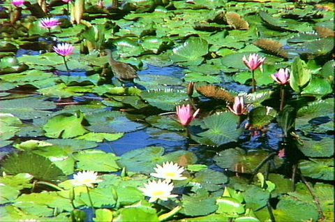 Mt Coot-tha Tourist Drive - Attractions Sydney 1