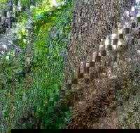 Murray Scrub walking track - Attractions Sydney