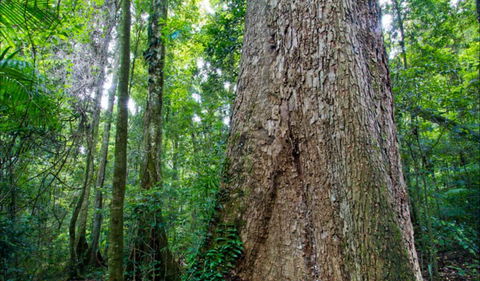 Murray Scrub Walking Track - Attractions Sydney 0