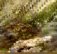 Sandy Creek Track - Attractions Sydney