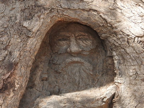 The Face Tree Near Burke And Wills Dig Tree - Attractions Sydney 0