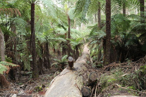 Upper Yarra Reservoir Park - Attractions Sydney 0