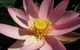 Wallis Creek Water Garden - thumb 0
