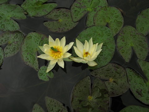 Wallis Creek Water Garden - Attractions Sydney 1