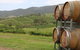 Hunter Valley Wine Tour Ex Pokolbin With Lunch, Cheese, Chocolate And Distillery - thumb 1