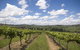 Hunter Valley Wine Tour Ex Pokolbin With Lunch, Cheese, Chocolate And Distillery - thumb 7