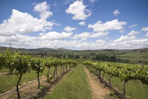 Hunter Valley Wine Tour Ex Pokolbin With Lunch, Cheese, Chocolate And Distillery - Attractions Sydney 7