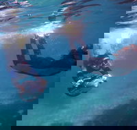 Small-Group Underwater Scooter Experience in Clovelly - Attractions Sydney