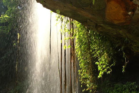 Rainforest & Waterfall Experience - Attractions Sydney 9