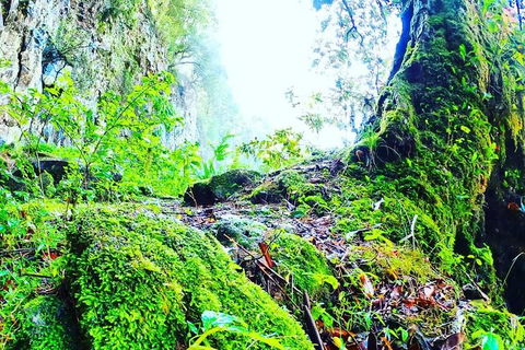 Rainforest & Waterfall Experience - Attractions Sydney 8