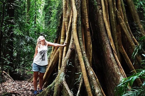Rainforest & Waterfall Experience - Attractions Sydney 3