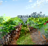 Tintilla Estate Wine Tasting with a Meat and Cheese Platter - Attractions Sydney