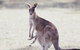 Deluxe Blue Mountains And Megalong Valley - thumb 4