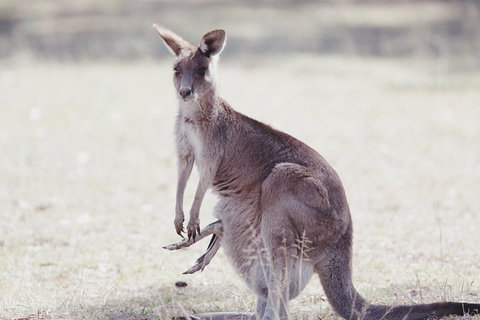 Deluxe Blue Mountains And Megalong Valley - Attractions Sydney 4