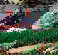 A Taste Of Norfolk - Attractions Sydney