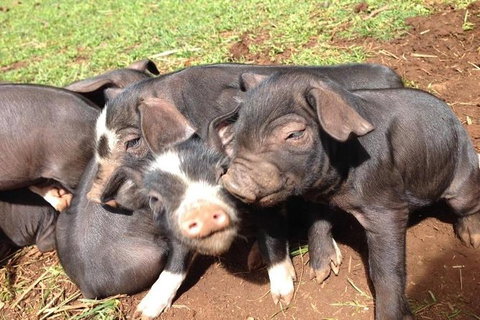 Paddock To Plate Farm Tour And Tasting - Attractions Sydney 9
