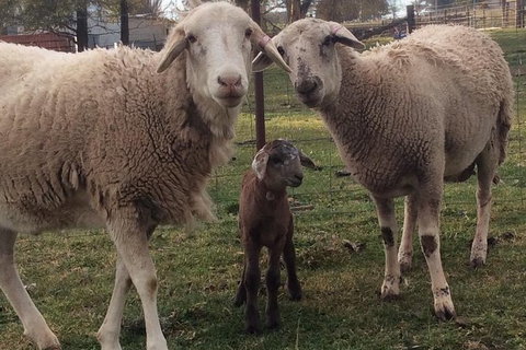 Paddock To Plate Farm Tour And Tasting - Attractions Sydney 7