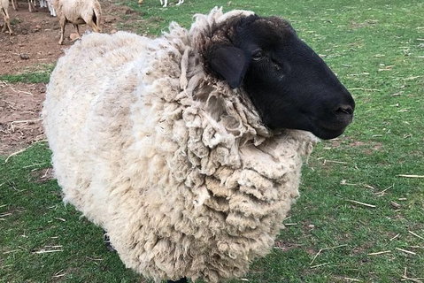 Paddock To Plate Farm Tour And Tasting - Attractions Sydney 3