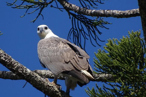 Byron Bay Rainforest Eco-Cruise - Attractions Sydney 2