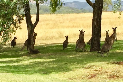 Hunter Valley Wine Tasting All Inclusive Private Bus Tour From Sydney - Attractions Sydney 7
