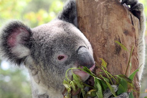 Private 10-hour Tour To Blue Mountains From Sydney - Hotel Pick Up & Drop Off - Attractions Sydney 2