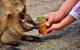 Blue Mountains Highlights & Wildlife Park - thumb 3