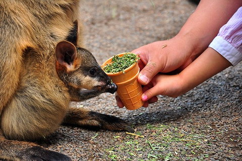 Blue Mountains Highlights & Wildlife Park - Attractions Sydney 3