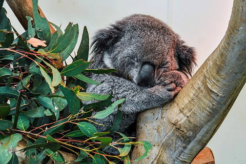 Blue Mountains Highlights & Wildlife Park - Attractions Sydney 1