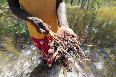 Gay-Wu Woman\'s 5 Day Yolngu Homeland Tour - Attractions Sydney 10