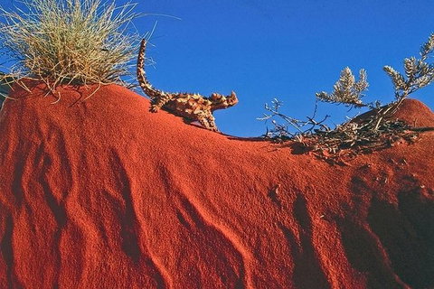 Alice Springs, Uluru Ayers Rock & Kings Canyon 8 Days Touring Package - Attractions Sydney 4