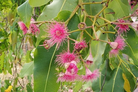 Full-Day Private Guided Tour To Litchfield National Park - Attractions Sydney 5