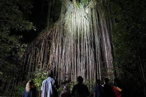 Atherton Tablelands Rain Forest By Night From Cairns - Attractions Sydney 3