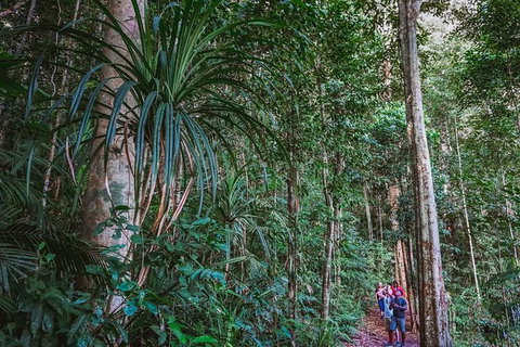 Atherton Tablelands Rain Forest By Night From Cairns - Attractions Sydney 0